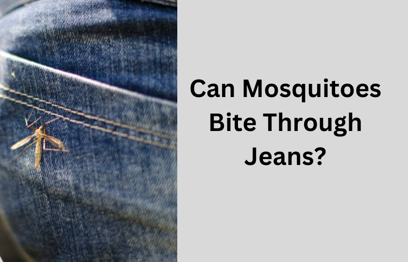 Can Mosquitoes Bite Through Denim and Jeans Clothes?
